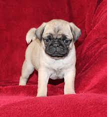 Looking for the perfect pug? Pug Puppies For Sale In Pa Lancaster Puppies