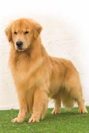 Golden Loverdose Cachorros