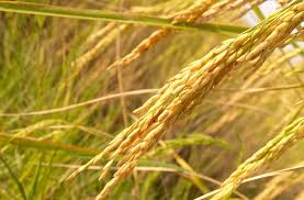Rice Harvesting Yield Per Hectare And Storage Wikifarmer