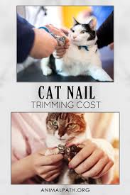 Dec 18, 2018 the average total cost of trim installation projects ranges from $350 to $570 nationwide, and trim installation costs per linear foot can range from $4.50 to $6 for installation and painting of simple baseboards, chair rails and crown molding. Cat Nail Trimming Cost Trim Cat Nails Cat Nails Trim Nails