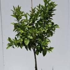 Check spelling or type a new query. Fruit Trees Melbourne The Tree Shop