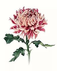 Pin On Flower