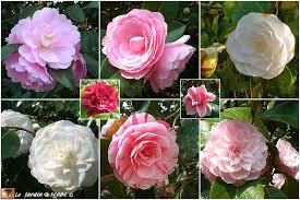 Le Calendrier Lunaire Pour Jardiner En Mars 2019 Le Jardinoscope Cote Pratique Les Bons Gestes A Faire Au Jardin La Flore Jardins Calendrier Lunaire Et