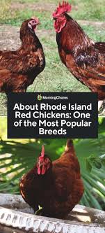 See full list on roysfarm.com About Rhode Island Red Chickens One Of The Most Popular Breeds
