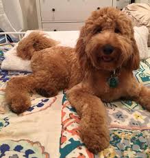Goldendoodle puppies for sale adoptapet com. Mini Irish Doodle Puppies For Sale Near Me Off 65 Www Usushimd Com