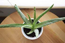 So, it's a bit on the nose that a plant that's supposed to be an emblem of health is looking kind of sickly. Aloe Vera Turning Brown 9 Easy Solutions Happy Diy Home