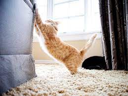 Katze Kratzt An Tapete Oder Tur Feliway Classic Hilft Stop Cat Scratching Furniture Cat Scratching Furniture Cat Scratching