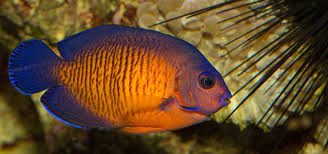 Some live very, very deep. Reef And Saltwater Fish Info Tfh Magazine