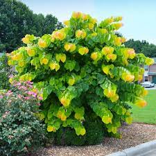 'the rising sun' has the same lovely shaped leaves, but as its name suggests, there's more color in this new cultivar of the native eastern redbud the kaleidescope of color continues from summer into fall. Rising Sun Redbud Trees For Sale Brighterblooms Com