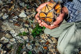 La vida de la mariposa monarca comienza en una planta llamada asclepia, donde los huevecillos son depositados.la historia de la mariposa monarca continúa después de 4 a 12 días, cuando emerge una oruga que se alimenta de la misma planta en la que nació y sobre la que se desarrolla hasta convertirse en un fuerte adulto alado. Cancun All Tours Mariposa Monarca Valle De Bravo