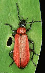 Maybe you would like to learn more about one of these? Photo Overview Pyrochroidae Fire Colored Beetles Of Germany Kerbtier De