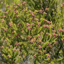 Image result for Erica mannii