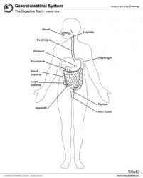 Internally it has two in growths, circular folds or palicae circulares and villi (microscopic. Small Intestine Anatomy Overview Gross Anatomy Microscopic Anatomy