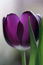 Purple Tulip Purple Tulips Purple Flowers Tulips Flowers