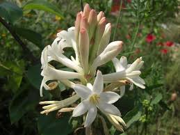Image result for Polianthes tuberosa