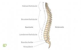 Der Rucken Onmeda De