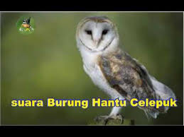 Tesia jawa adalah spesies burung dari keluarga cettiidae. Suara Burung Hantu Celepuk Youtube