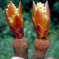 Image result for Hydnoraceae