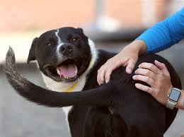 Maybe you would like to learn more about one of these? Lucas County Dogs For Adoption 4 2 The Blade