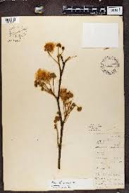 Image result for Albizia isenbergiana