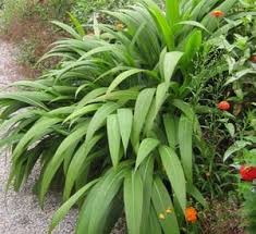 Image result for Schoenoxiphium