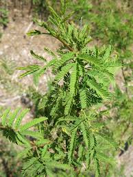 Image result for Acacia farnesiana