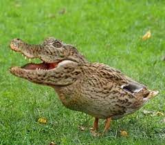 22 gambar mewarnai bebek untuk anak 2019 marimewarnai com gambar mewarnai bebek terkadang memang sangat susah sekali jika menyuruh anak anak untuk belajar baik itu di sekolahan maupun juga di rumah apalagi kalau anak lagi gak mood untuk belajar pasti ada aja alasan agar tidak. 101 Gambar Bebek Sedang Makan Paling Keren Gambar Pixabay