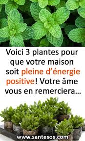Voici 3 Plantes Pour Que Votre Maison Soit Pleine D Energie Positive Votre Ame Vous En Remerciera Plant Plante Plante Interieur Depolluante Energie Positive