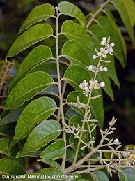 Image result for Clausena