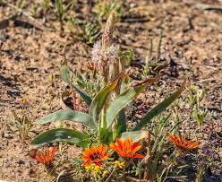 Image result for Trachyandra saltii