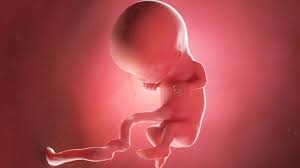 Home » perkembangan janin » perkembangan janin 4 bulan (16 minggu). Perkembangan Kepala Bayi Di Dalam Kandungan Ibu Hamil Perlu Tahu Kumparan Com