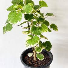 Image result for Polyscias