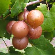 We did not find results for: Muscadines Archives Ison S Nursery Vineyard