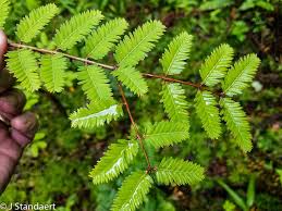 Image result for Metasequoia glyptostroboides