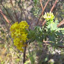 Image result for Gnidia