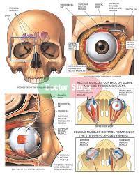 Anatomy Of The Eye Socket This Medical Illustration Series Depicts The Anatomy Eye Anatomy Body Anatomy Eye Doctor
