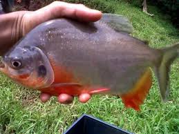 Ciri dari cacing ini adalah warnanya coklat hitam dengan beberapa garis yang mengkilap, struktur tubuhnya keras jika diputuskan, dan bisa menggunakan gunting untuk membaginya menjadi beberapa bagian. Update Harga Ikan Bawal Per Kg Hari Ini Sudut Kebun