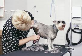 Your local dog groomer is as close as your neighborhood petsmart! Contact Us Lisa S Pet Grooming