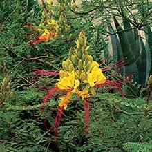 Bird Of Paradise Plant Arizona Yellow Bird Of Paradise Caesalpinia Gilliesii Hardiness 5 F Water Low Plant Details Arizona Municipal Wat Arizona Plants Birds Of Paradise Plant Plants