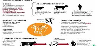 Os consumidores da carne de um animal que morreu . Saude Investiga Paciente Suspeita Com Mal Da Vaca Louca Internada No Piaui Portal E Noticias