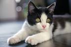 List of cat breeds - Wikipedia