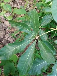 Image result for Vitex ferruginea