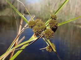 Image result for Cyperus clavinux