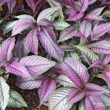 Here are some plant characteristics that are unfavorable to wildlife: 18 Deer And Rabbit Resistant Plants For Your Container Garden Rabbit Resistant Plants Deer Resistant Plants Indoor Flowering Plants