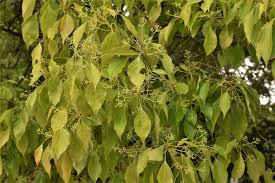 クスノキ 楠木 庭木図鑑 植木ペディア