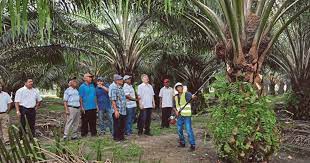 The reason plantation sector is chosen as our focus in this research is due to the growing of global demand in plantation. The Growing Palm Oil Sector