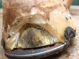 White Line Disease Anoka Equine Blog