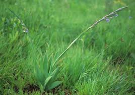 Image result for Gladiolus ecklonii