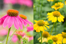 We have the answers in our flower colour guide. Summer Bloomers Mahoney S Garden Center