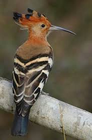 Hoopoe Unusual Animals Nature Birds Beautiful Birds